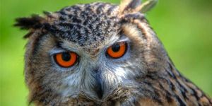 394840-1413869186-wide