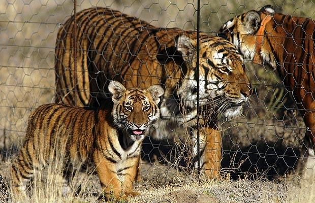 south-china-tigerb_981571i