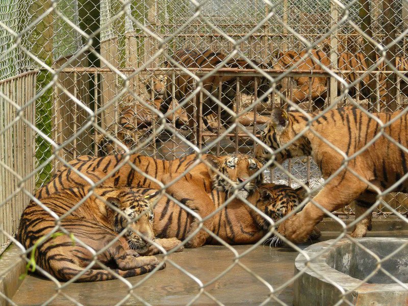 tiger_cages