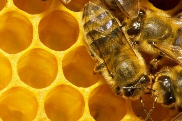 honey-bees-971108919