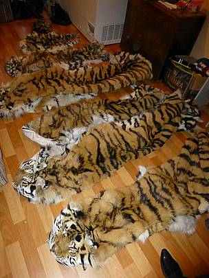 russiatigerseizureaug12_428319