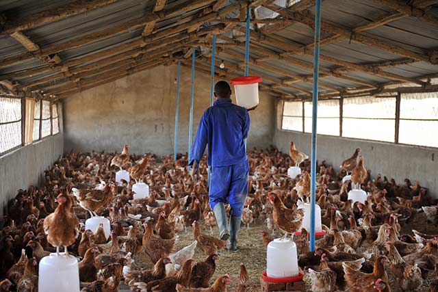 avian-flu-Chad_poultry_Sia_Kambou