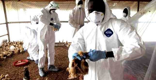 Bird-flu-outbreak-in-west-Africa-raises-worries-about-food-and-livelihoods-644x330