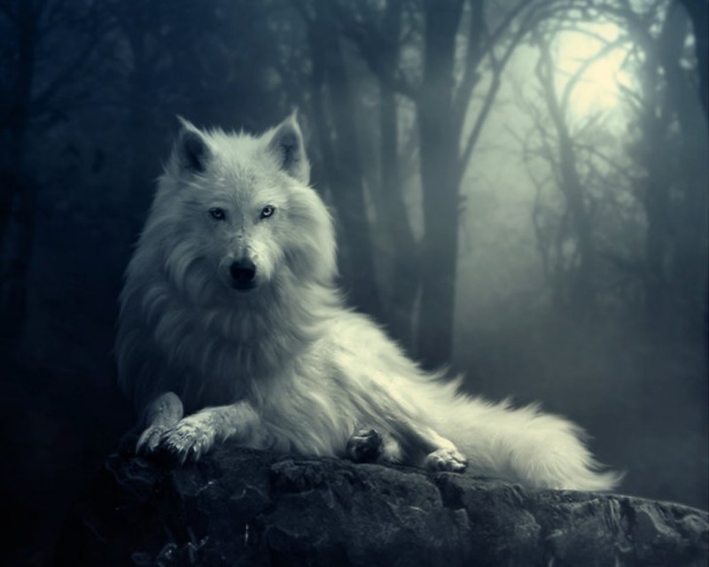 6984536-mysterious-wolf