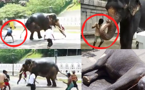 elephants-in-sri-lanka