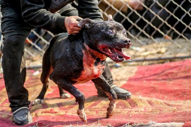 nintchdbpict000304261465