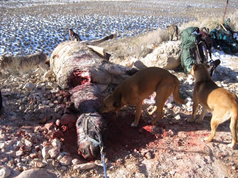 Graphic horse or burro carcass