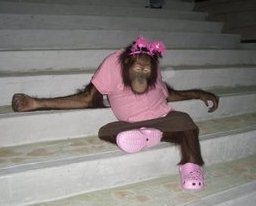 pony-orangutan-082312