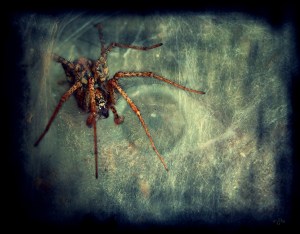 arachnophobie-746c31b6-8543-410d-b689-c58356a28544