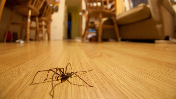 spinnen-wohnzimmer-100~_v-gseapremiumxl