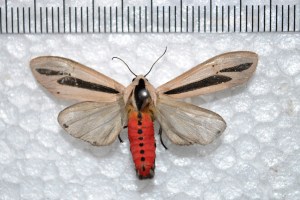 4749202389_c8d0017bed_b