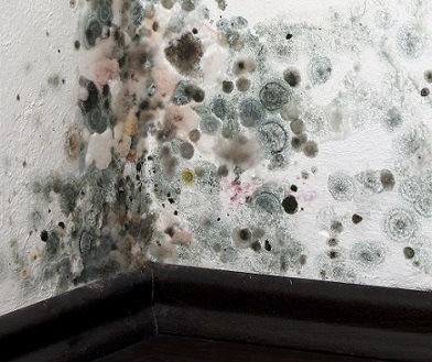 Black-Mold
