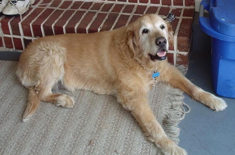 15_year_old_golden_retriever
