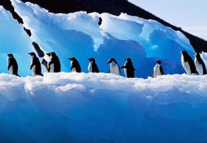 1_adelie_penguin