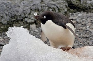 adelie-penguin-balancing-ice-lg