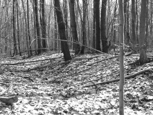 eb481ee94dc9fb1d3a0aeaf02d77baa5