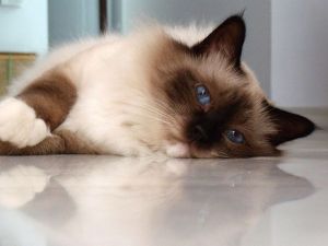 2968f80ee7c976b5f2fa15d6175592f0--birman-cat-future-cat