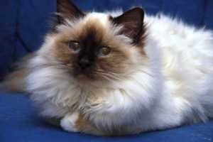 arakan-yoma-s-fenja9