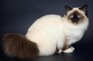 Beautiful-Seal-Point-Birman-Cat