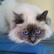 birman-1