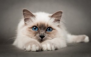 Birman