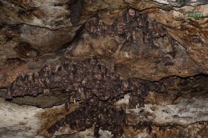 fiebig-mt-elgon-6986