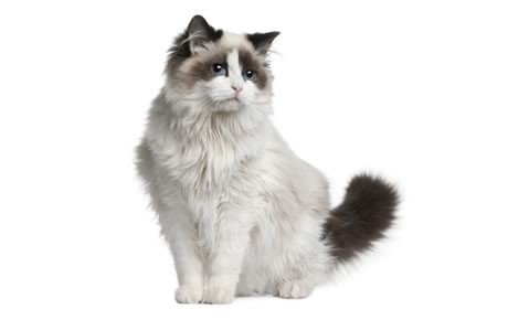 file_2726_ragdoll-460x290-460x290