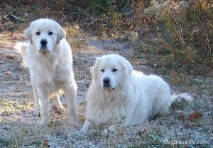 GreatPyreneesWorkingLinesVsShowLinesTacomaTundraFlockGuardians1
