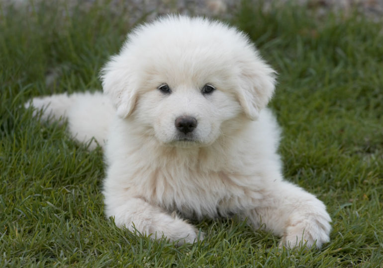 pyr_pup_hero
