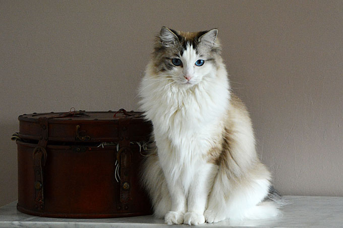 Ragdoll cat