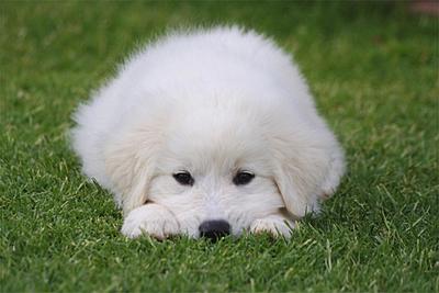 Toes-es'nNose-es'nEyes-es'nEars-es