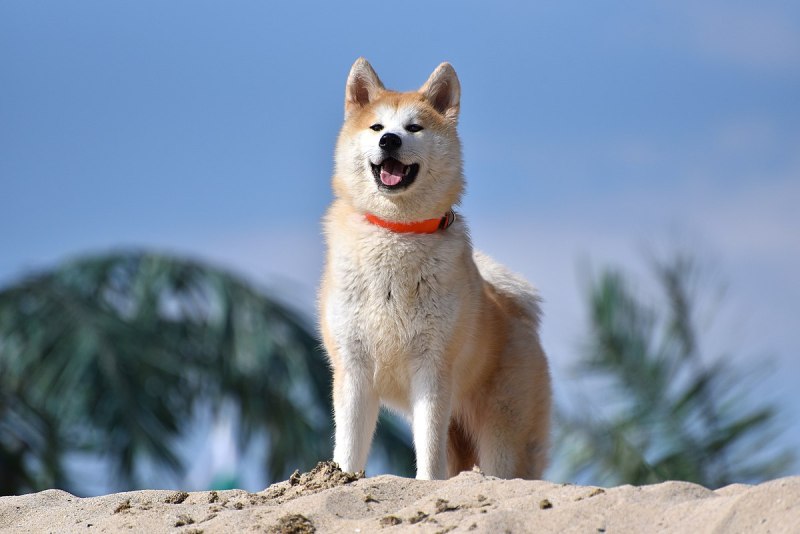 1200px-Akita_Inu_dog