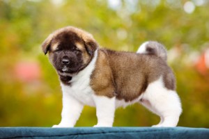american akita puppy